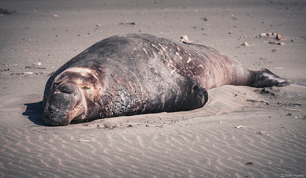 An elephant seal in Point Reyes, CA