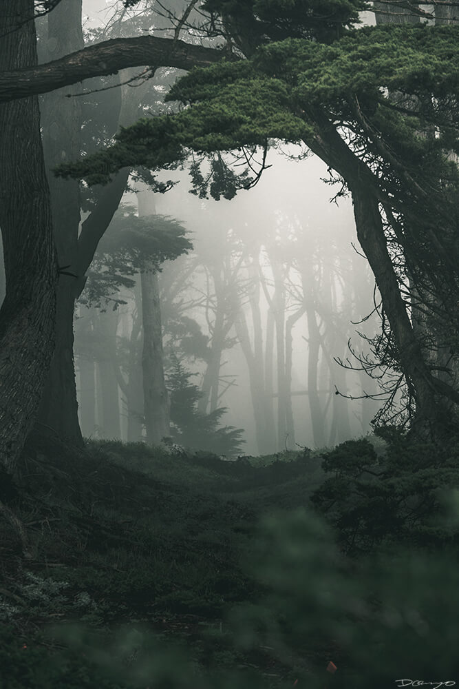 Foggy misty forest scene at Land's End in San Francisco, CA