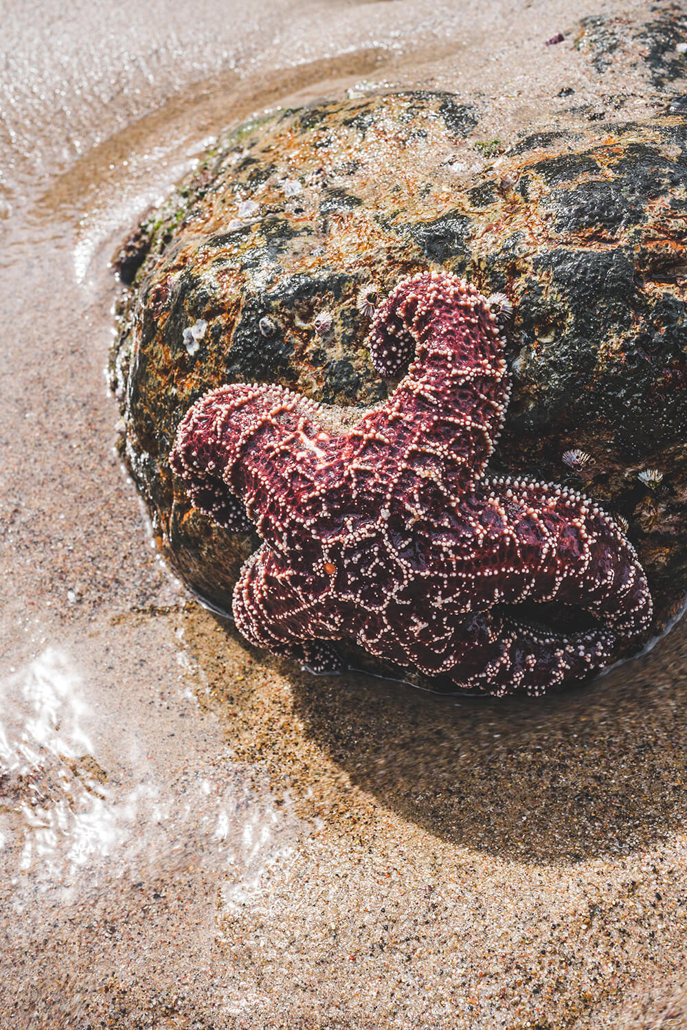 A large Pacific starfish attached to a rock in Malibu, CA