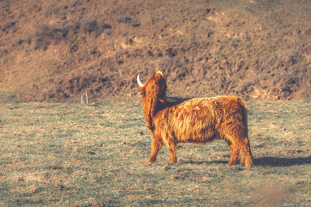 A shaggy highland cow with horns scratching itself in Point Reyes, CA