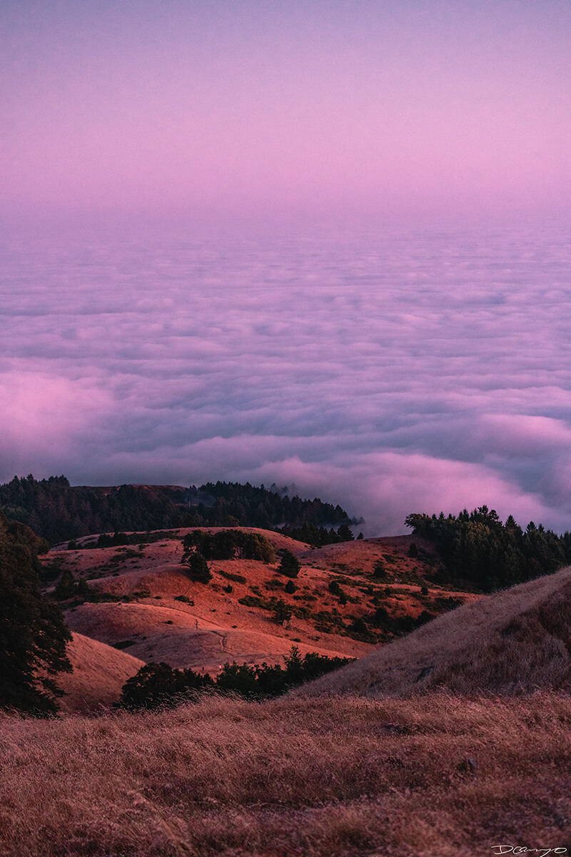 Above the clouds and fog with pink and purple hues during sunset on Mt Tamalpais, CA.