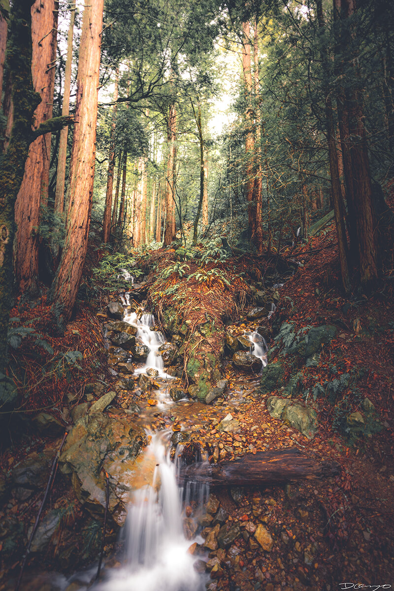 Waterfalls cascading through forest on Mount Tamalpais, CA
