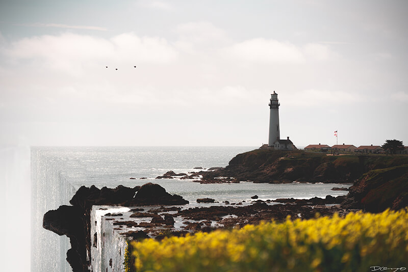 Pigeon Point Lighthouse with small yellow flowers in foreground along the Pacific Coast Highway, CA