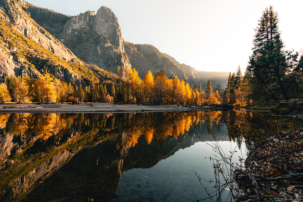 Looking across the Merced River at a large rock formation and pine trees with bright yellow leaves in the Yosemite Valey in Yosemite National Park, California.
