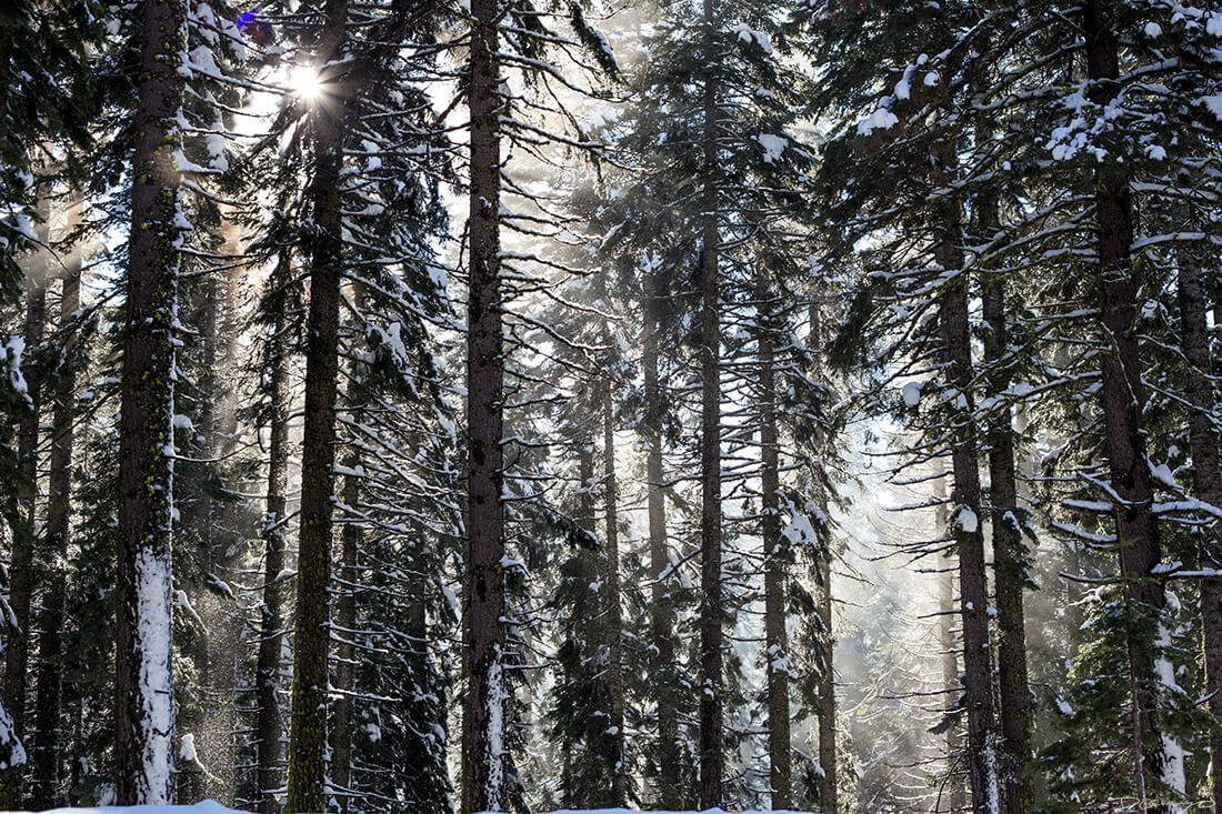 Tahoe Sunny Forest Glowing through Snow, CA