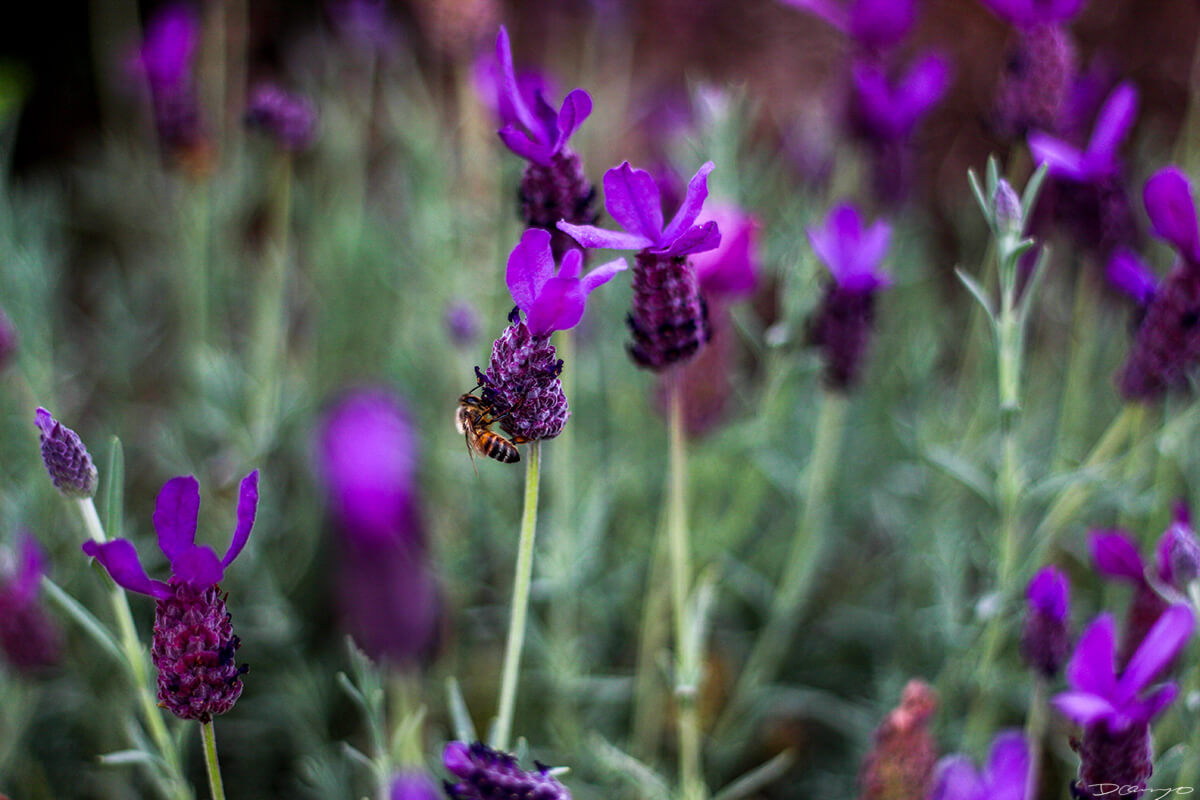 A bee on lavender flowers in Hawaii