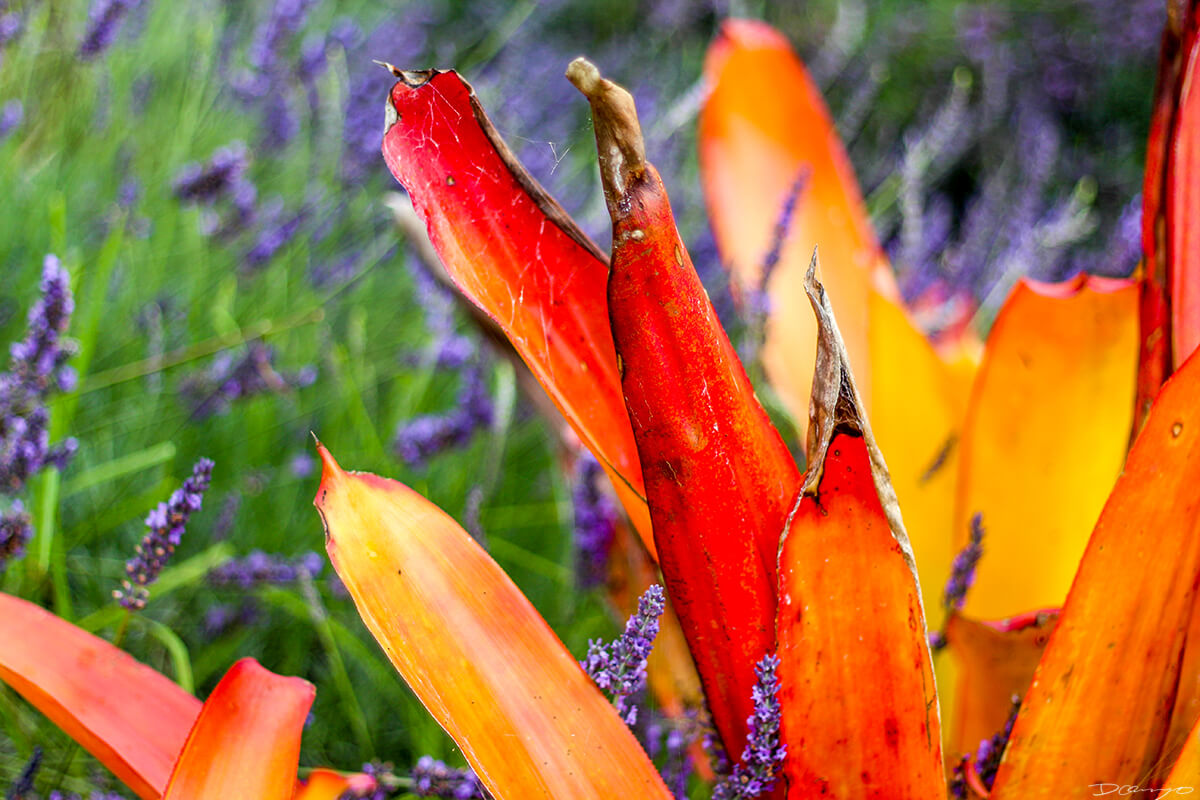 Firey Orange on Purple Foliage, HI