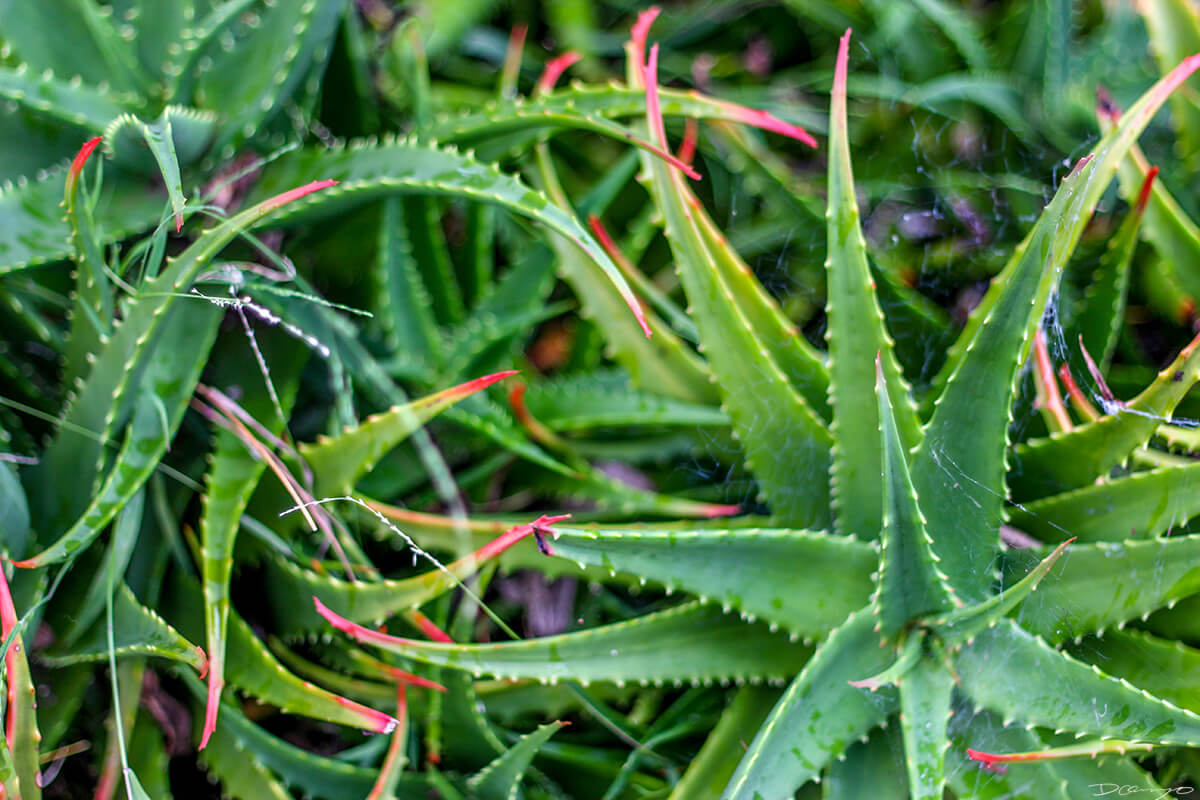 Bright Green Aloe Leaves, HI