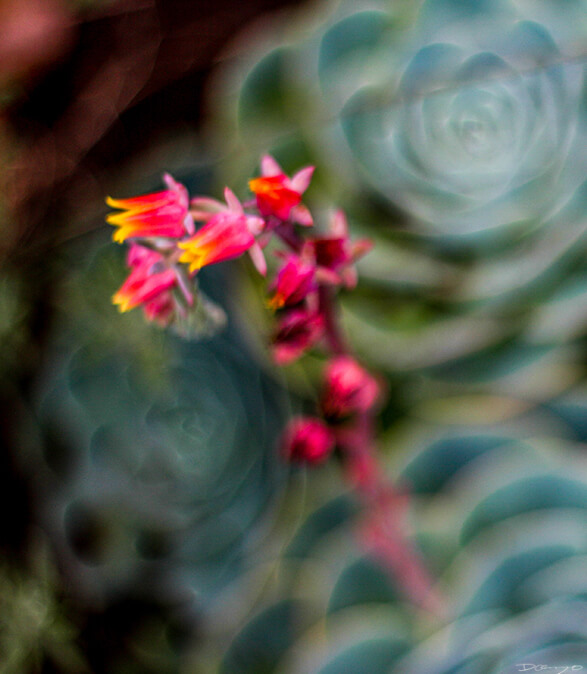 Blurry Blooming Echeveria, HI