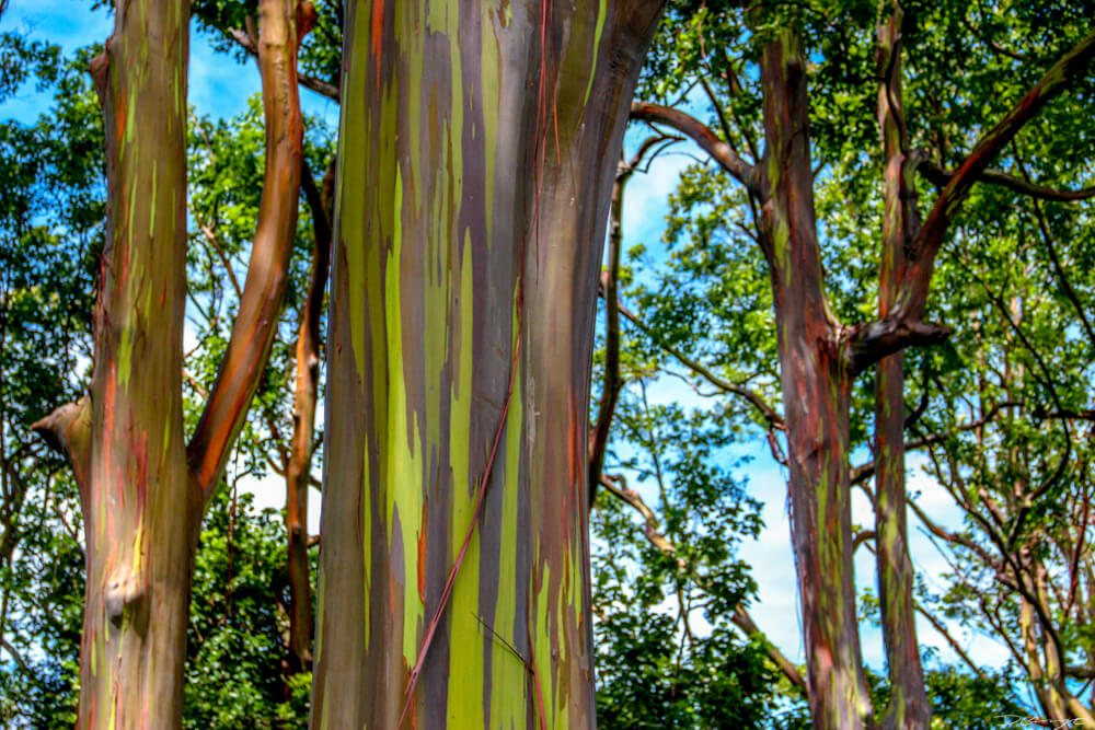 Rainbow eucalyptus trees on Mauai, Hawaii