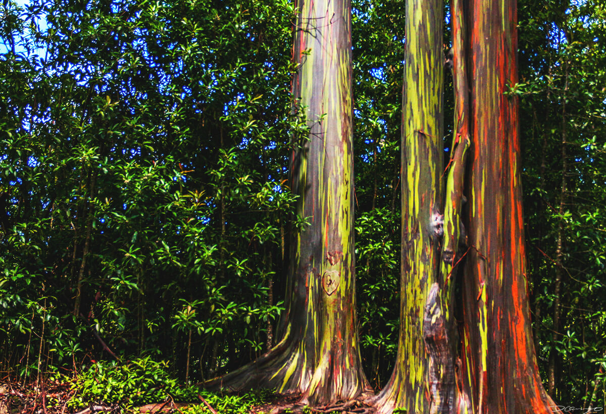 Rainbow Eucalyptus Trees on Maui, HI